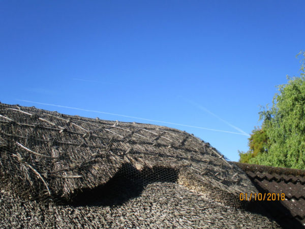 Thatched Roof 