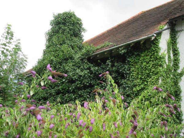 Overgrown vegetation covering chimney